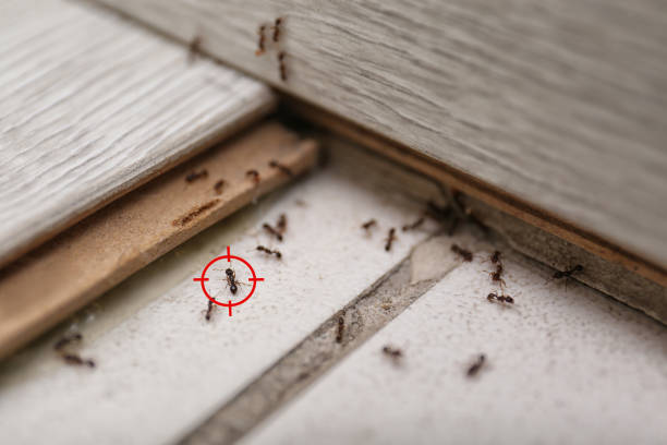 Best Flea Control Services  in Tawas City, MI